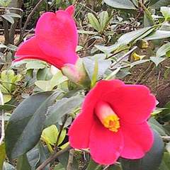 山茶花
