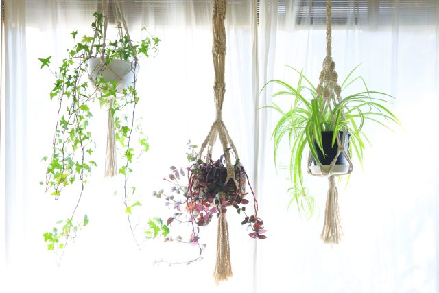 天井から植物吊るしてみたい～