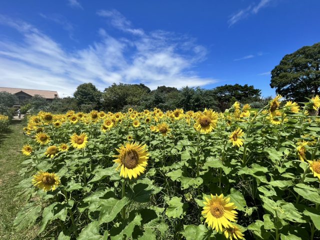 🌻ひまわり畑🌻