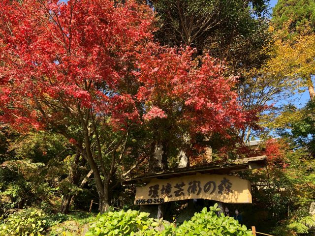 🍁紅葉🍁